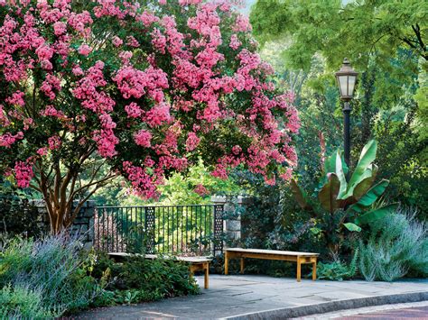 Welcome to the famous dave's garden website. Crepe Myrtle Growing Guide - Southern Living