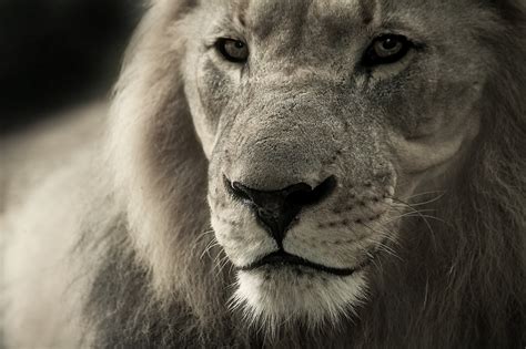 Free Images Black And White Zoo Africa Feline Fauna Lion Close