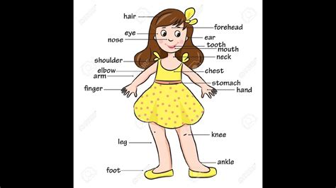 Body Part For Kids Lessons Blendspace