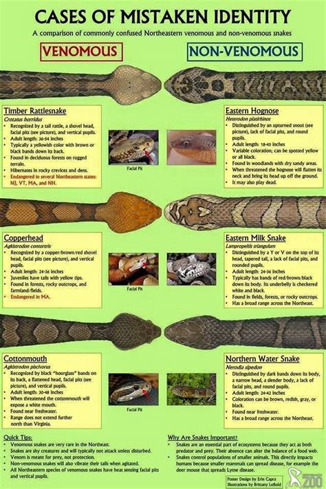 Here Is A Great Chart On Venomous And Non Venomous Snakes Found