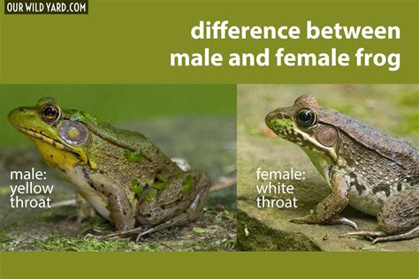 difference between male and female frog northern green frog lithobates clamitans our wild yard
