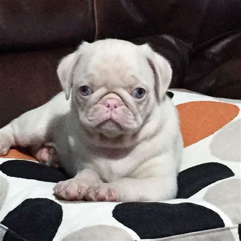 Rare Pink Pugs Pink Carrier Pugs Puppies Kc Registered In Oldham