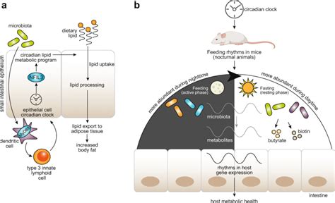 Interactions Between The Intestinal Microbiota And The Circadian Clock