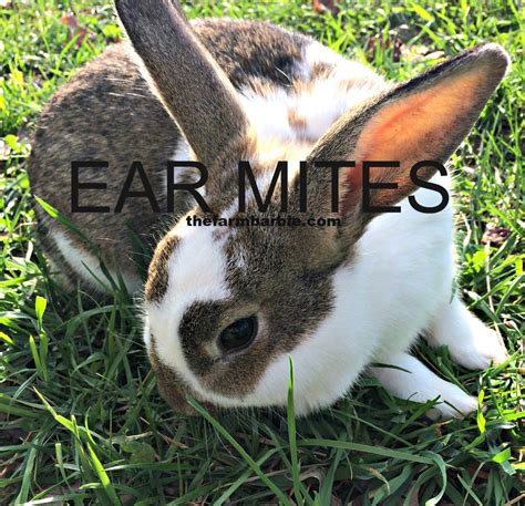 Check spelling or type a new query. Help- My Rabbit Has Crusty Ears - Farm Fresh For Life ...