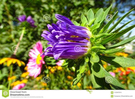 Beautiful Flower Macro View Stock Photo Image Of Bush