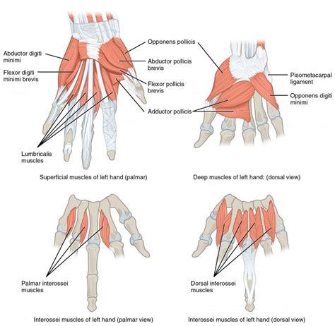 This Multipart Figure Shows The Intrinsic Muscles Of The Hand With The