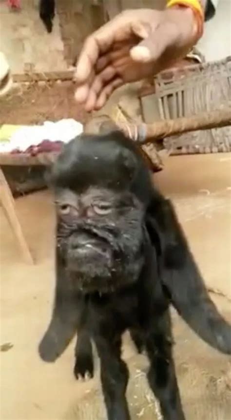 Mutant Goat Born With Human Face Is Being Worshipped As An Avatar Of God Big World Tale