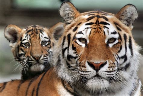 Tiger Evolution Study Reveals Genetic Evidence For Six Subspecies
