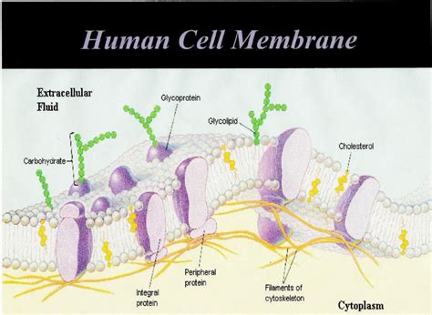 Human Cell Membrane On Curezone Image Gallery