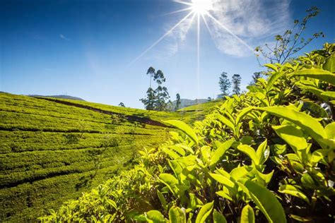 Sri Lanka Tea Plantations