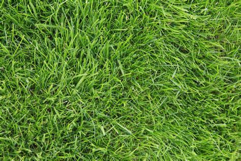 The lawn around your property needs to function appropriately and look perfect all year round. 10 Best Types of Drought-Tolerant Lawn Grass