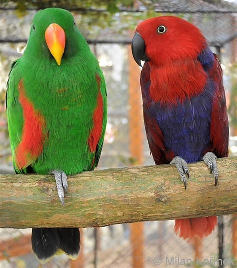 12 Most Colorful Parrot Species In The World Four Paw Square