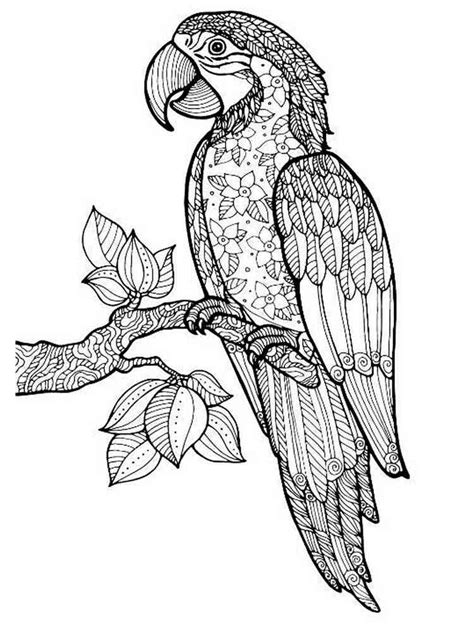 Parrot Coloring Pages For Adults