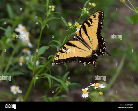 Eastern Tiger Swallowtail Papilio Glaucus Florida USA Stock Photo