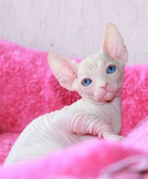 Sphynx And Bambino Kittens Available To Approved Homes Sphynx For Sale