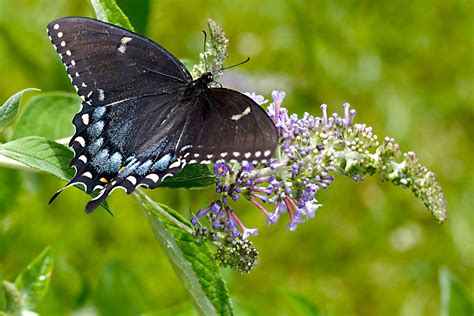Black Swallowtail Butterflies Of Central Texas ·