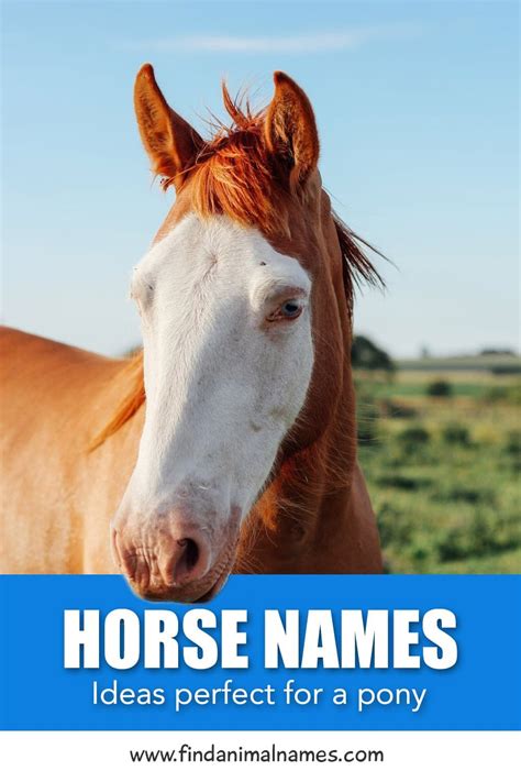 Stallion Names