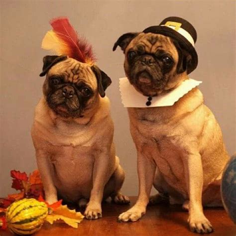 Pin By Mily On Thanksgiving Diy Dog Costumes Dog Costumes Dog