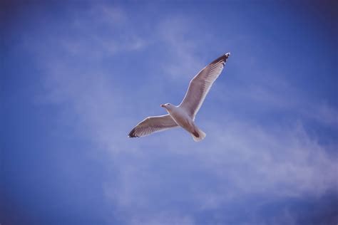 3840x2560 Bird Blue Bluesky Flight Fly Flying Seagull Sky 4k