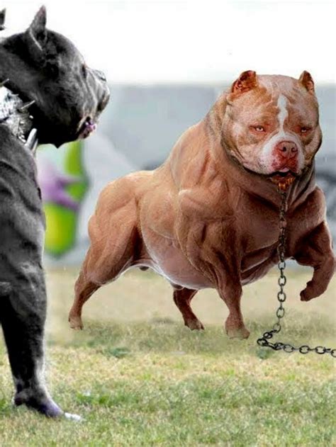 10 Strongest Dog Breeds In India