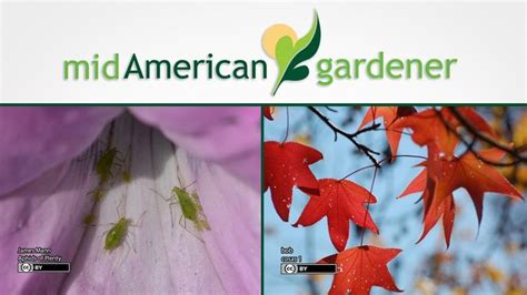 Mid American Gardener Pbs