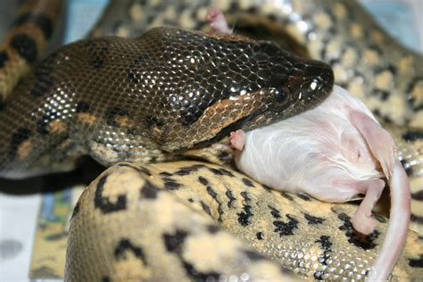 Green Anaconda Eating Eunectes Murinus Feeding Flickr