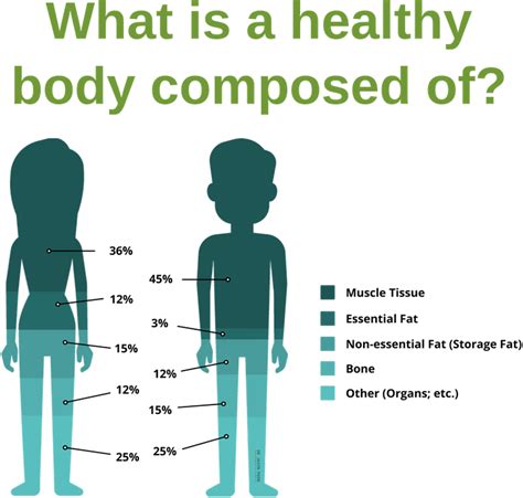 รายการ 102 ภาพพื้นหลัง องค์ประกอบ ของ ร่างกาย Body Composition สวยมาก