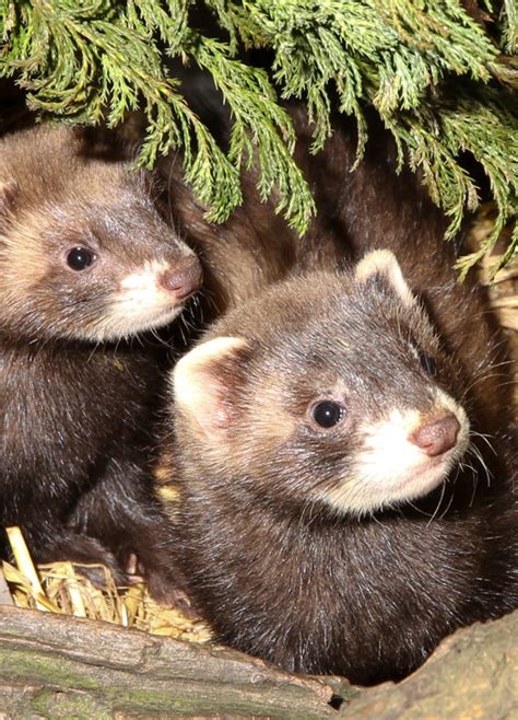 The Marbled Polecat Vormela Peregusna A Rare And Intriguing Mustelid