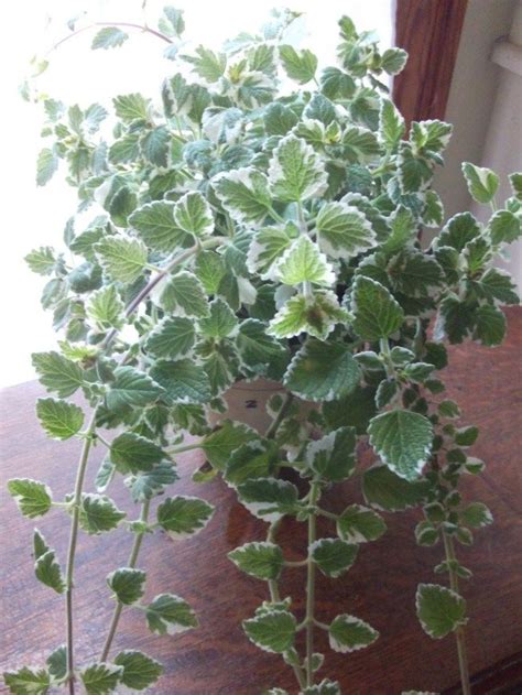 Beautiful Hanging Swedish Ivythis Is One Of The Easiest Houseplants