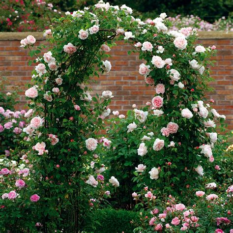 St Swithun English Rose Climbers English Roses Rosas David Austin