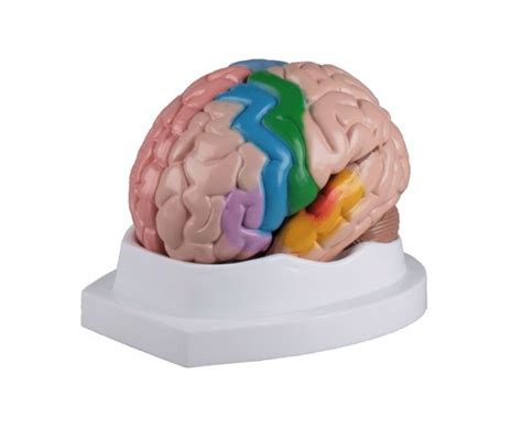 Modelo Del Cerebro En 5 Partes Erler Zimmer Por 5664