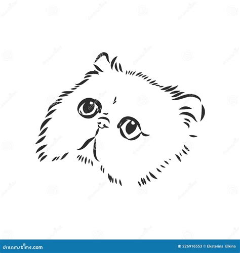Hand Drawing Persian Cat Persian Cat Vector Sketch Stock Vector