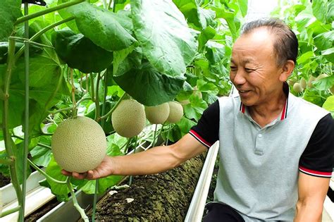 The crown melon production area is east of the tenryu river in western shizuoka prefecture, located right in the middle of japan. El secreto de los mejores melones cantalupos de Japón ...