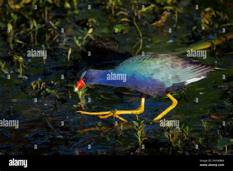 Purple Gallinule Porphyrio Martinicus Foraging In Wetland