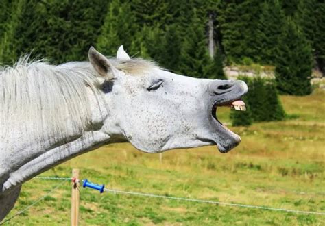 What Does It Mean When A Horse Yawns Support Wild