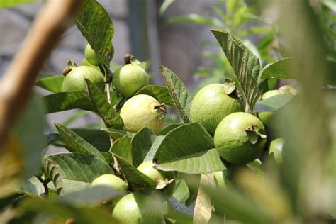 Guava Plantation Stock Image Image Of Plantation Organic 35900197