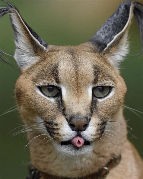 Todays Mlep Brought To You By This Gorgeous Caracal Wild Cats Cute