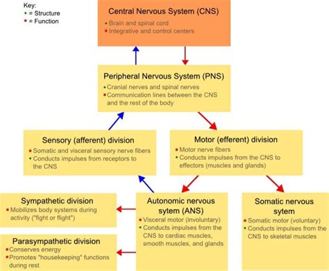 How Does The Nervous System Maintain Homeostasis Biology Dictionary