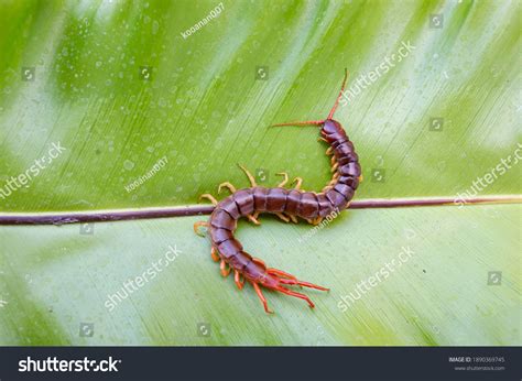 Centipede Can Bite Poisonous Animal Has Stock Photo 1890369745