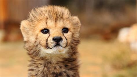 Baby Cheetah 2 Cheetahgirl5147 Photo 37506714 Fanpop