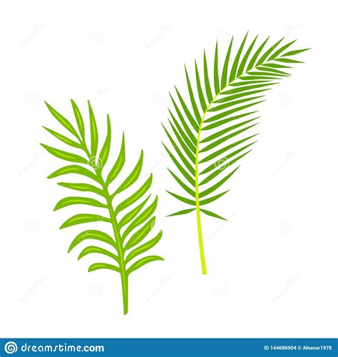Tropical Palm Leaf Vector Illustration Stock Illustration