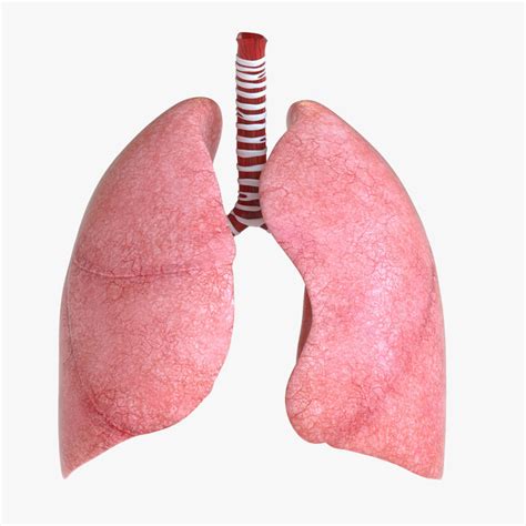 3d Human Lung Turbosquid 1175094
