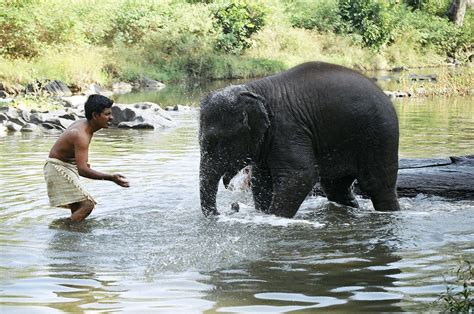 El Trato De Elefantes En India