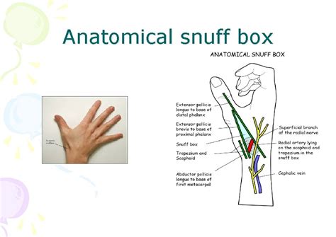 Anatomical Snuff Box Muscles What Is The Anatomical Snuff Box Human
