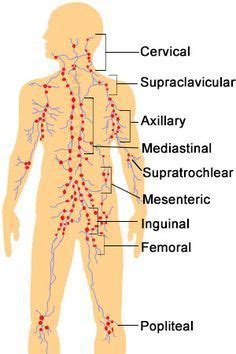 These nodes are clusters of immune cells and are found in strategic locations in the body. Lymph Nodes: Locations and Functions | Swollen lymph nodes ...
