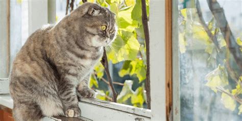 How To Protect Your Cat Real Insurance