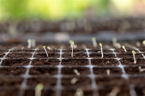 Premium Photo Seedlings Sprout Growing On Soil In Tray