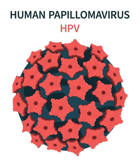 Cell Structure Of The Human Papillomavirus Hpv Vector Art At Vecteezy