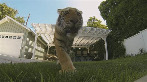 Tiger In My Backyard Outrageous 911 On Discovery Life