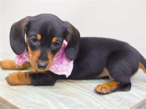 Find great dachshund puppies kansas city. Visit our Miniature Dachshund puppies for sale near Mulvane Kansas